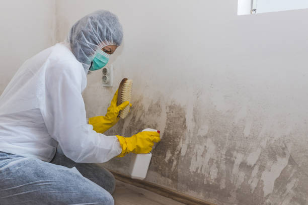 Trusted Marion, SC Mold Inspection Experts